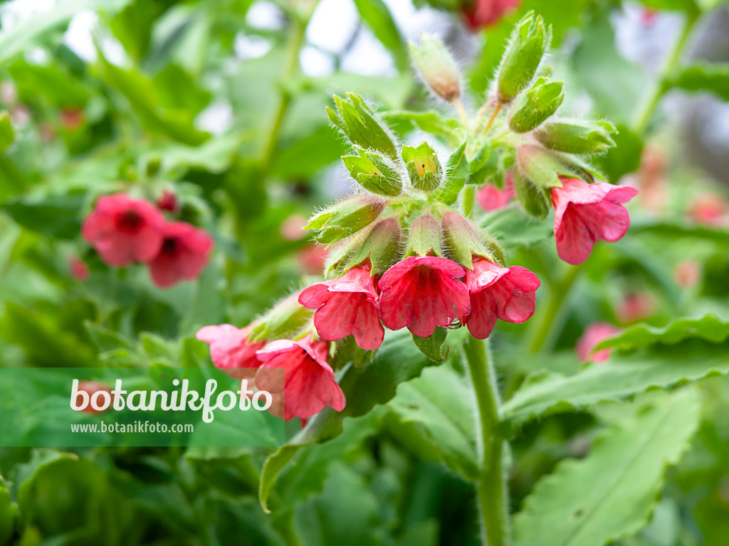 436228 - Red lungwort (Pulmonaria rubra)