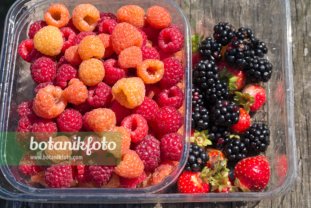 561060 - Red raspberry (Rubus idaeus), blackberries (Rubus fruticosus) and garden strawberry (Fragaria x ananassa)