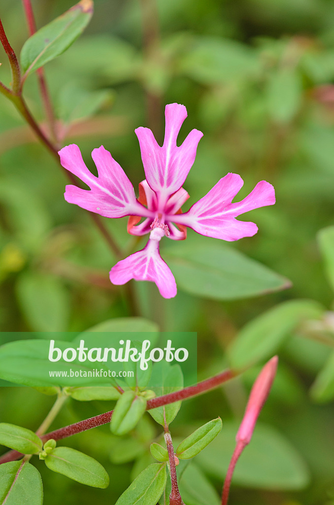 521468 - Red ribbons (Clarkia concinna)