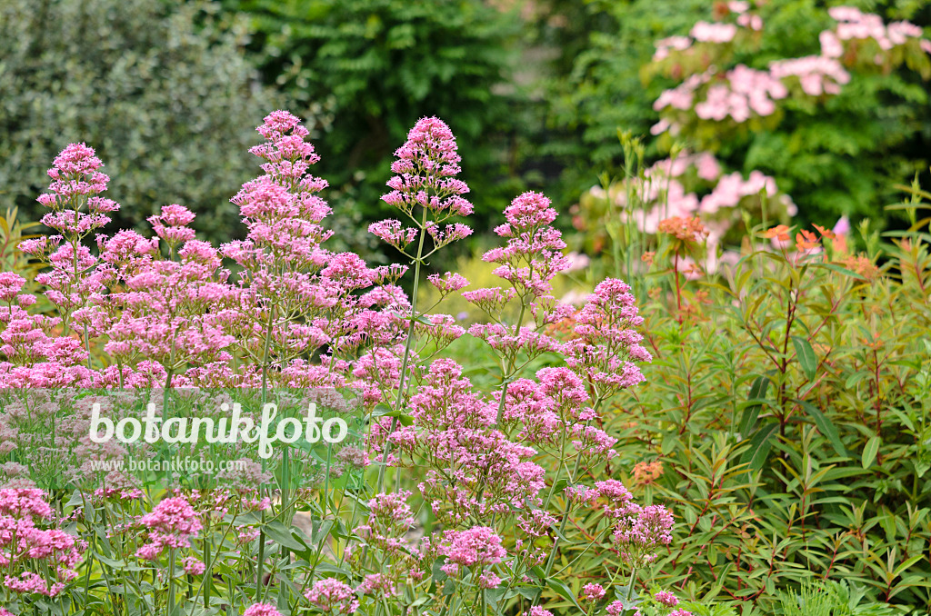 521237 - Red valerian (Centranthus ruber)