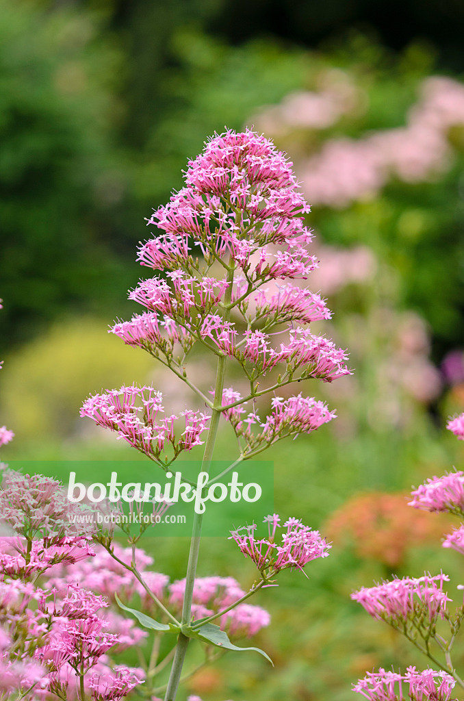 521238 - Red valerian (Centranthus ruber)