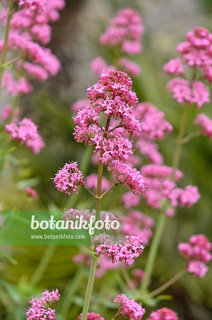 533040 - Red valerian (Centranthus ruber)