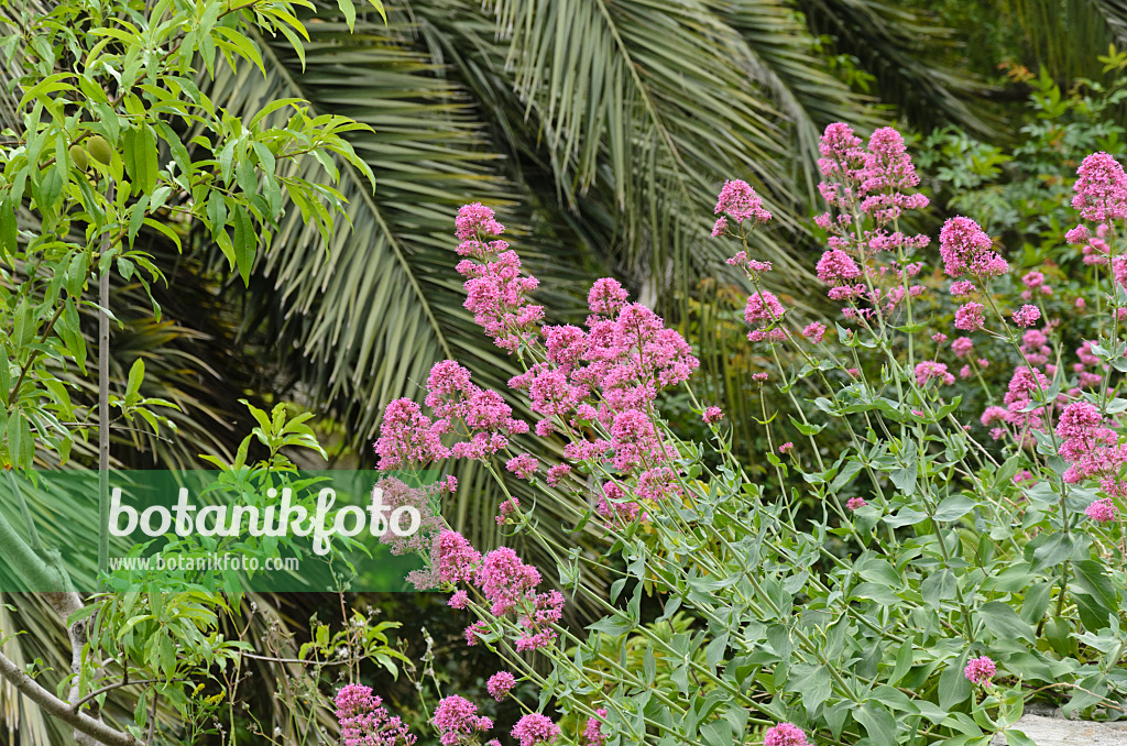 533140 - Red valerian (Centranthus ruber)