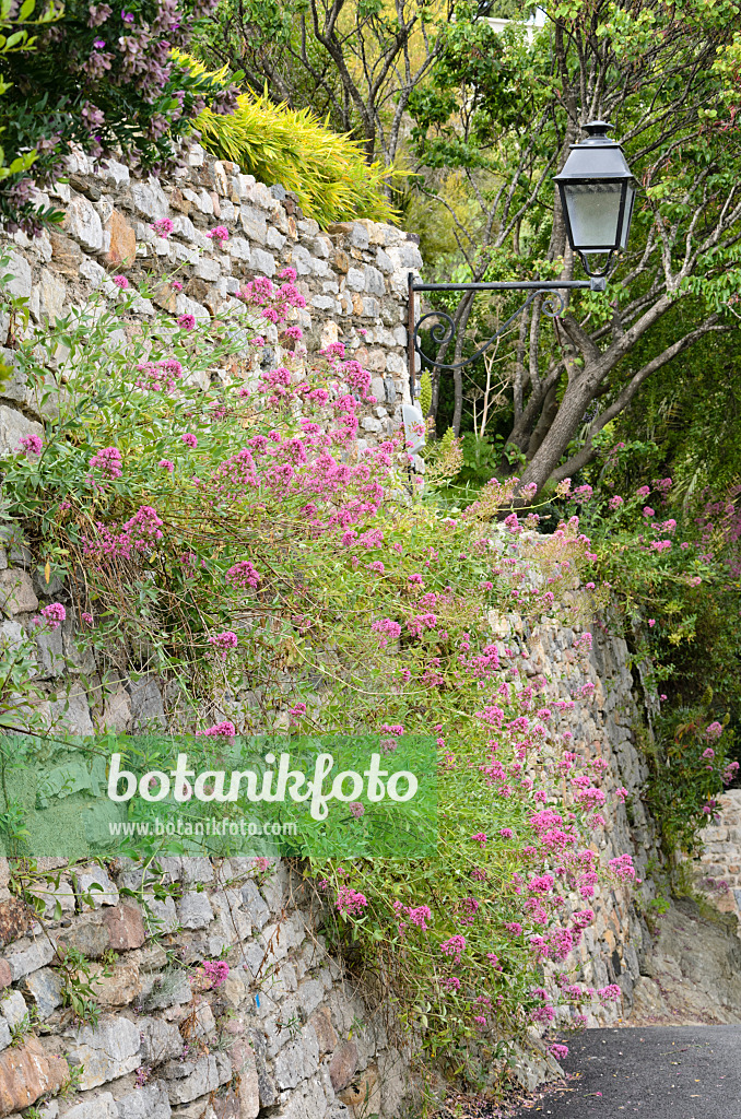 533141 - Red valerian (Centranthus ruber) on a stone wall