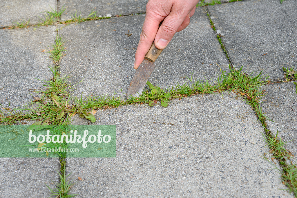 531233 - Removing weed from paving joints