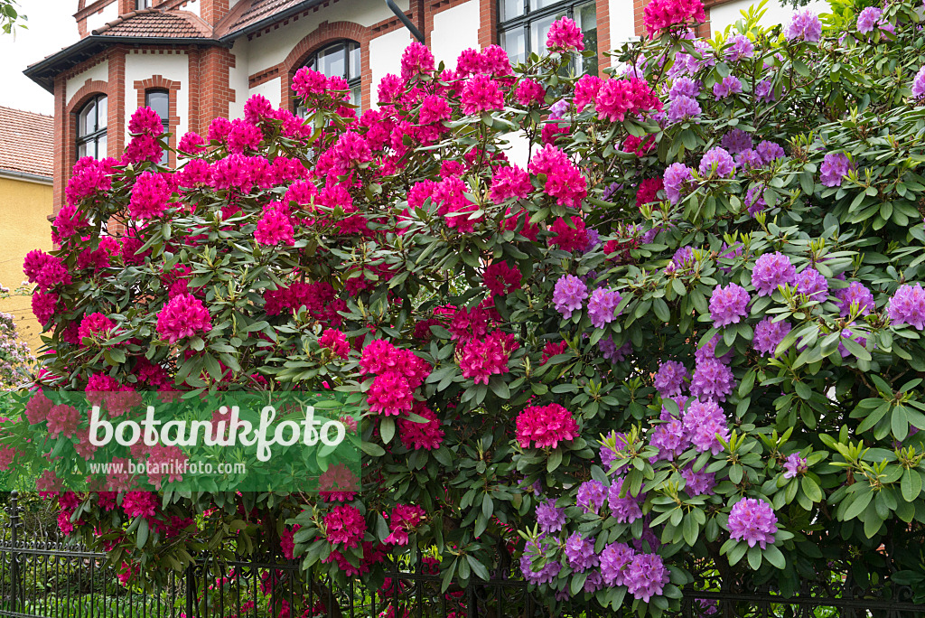 544192 - Rhododendron (Rhododendron) in a front garden