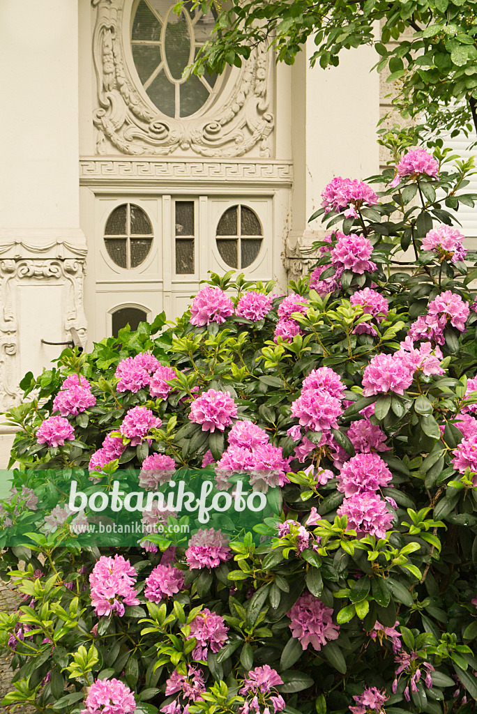 545051 - Rhododendron (Rhododendron) in a front garden