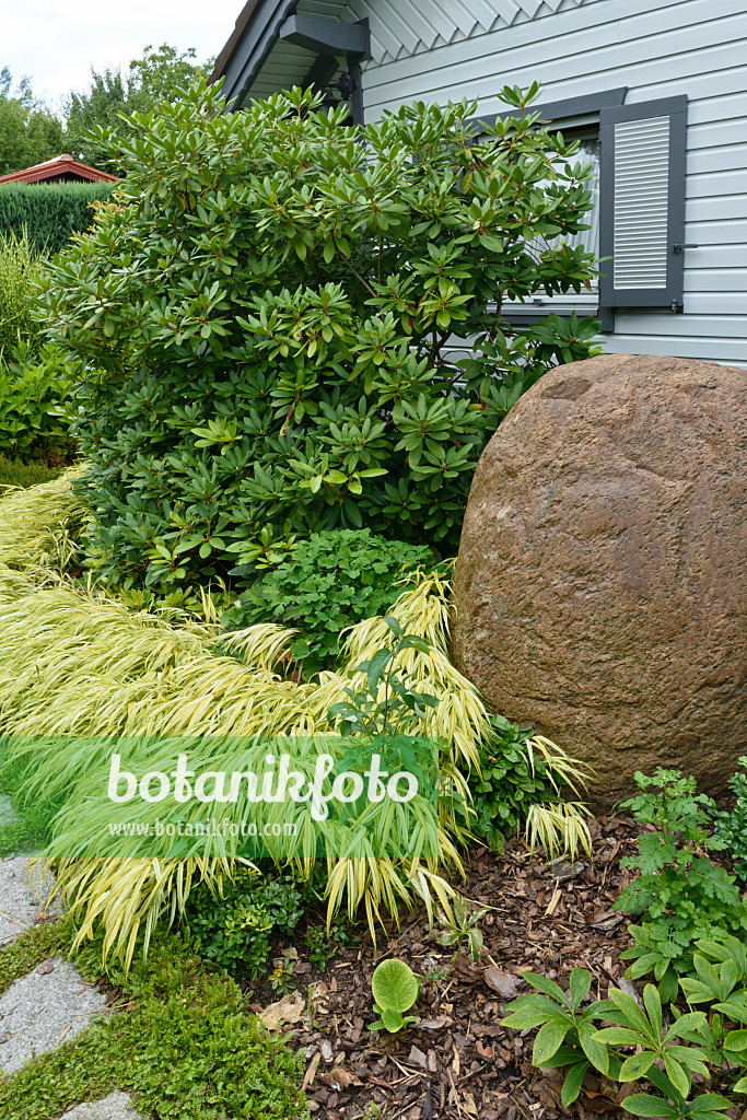 559075 - Rhododendron (Rhododendron) and Japanese forest grass (Hakonechloa macra 'Aureola')