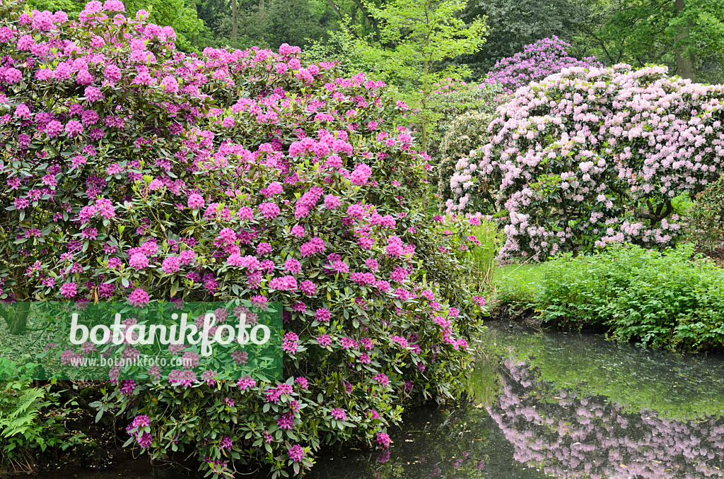 520450 - Rhododendrons (Rhododendron) at a garden pond