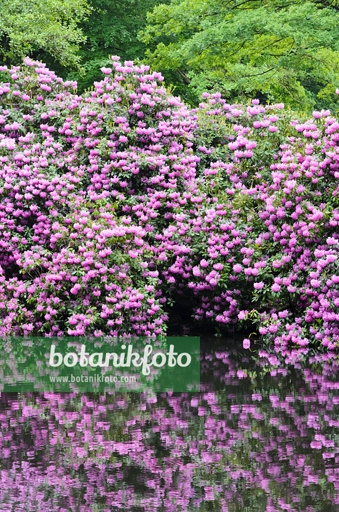 520359 - Rhododendrons (Rhododendron) at a pond