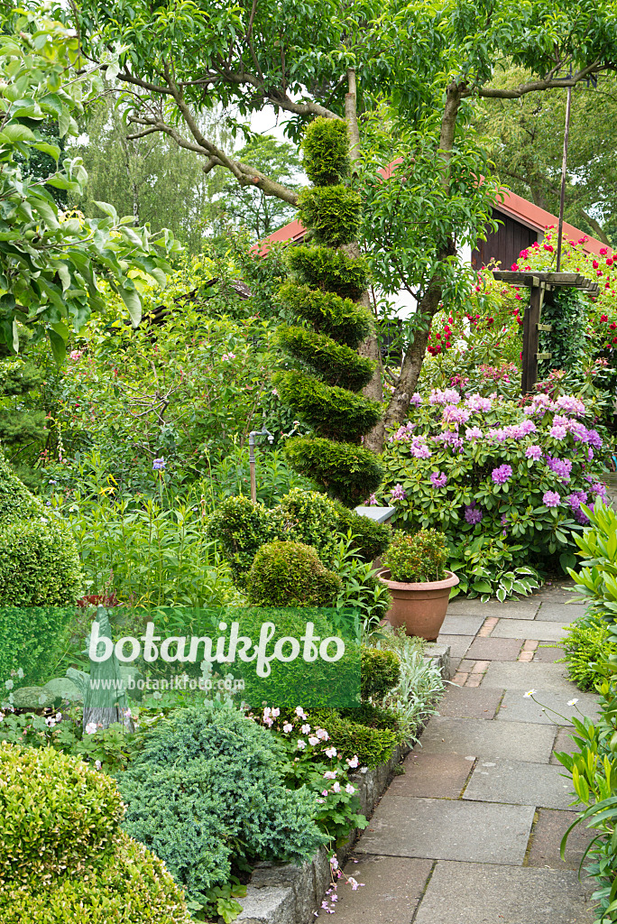 532035 - Rhododendrons (Rhododendron) and eastern arborvitae (Thuja occidentalis) with spiral shape