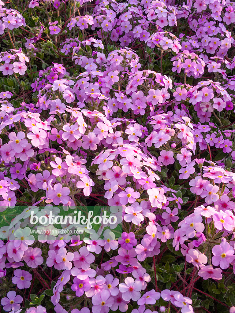 401199 - Rock jasmine (Androsace sarmentosa)