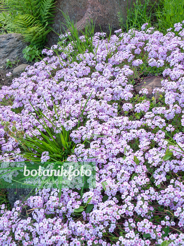 401207 - Rock jasmine (Androsace sarmentosa)