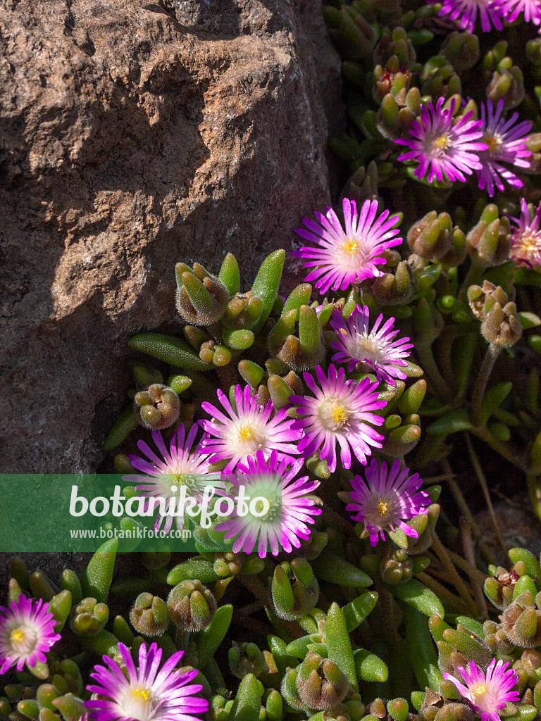 403060 - Rock purslane (Calandrinia umbellata)