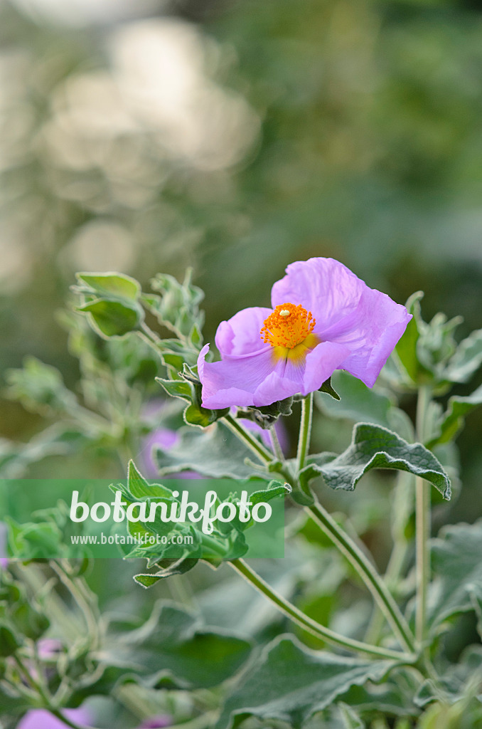 519006 - Rock rose (Cistus albidus)