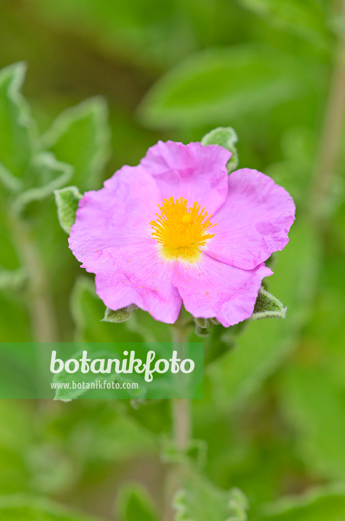 535224 - Rock rose (Cistus incanus)