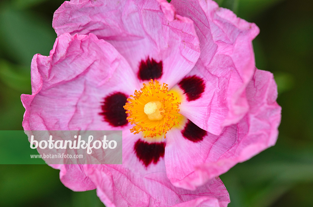 521161 - Rock rose (Cistus x purpureus 'Betty Taudevin')