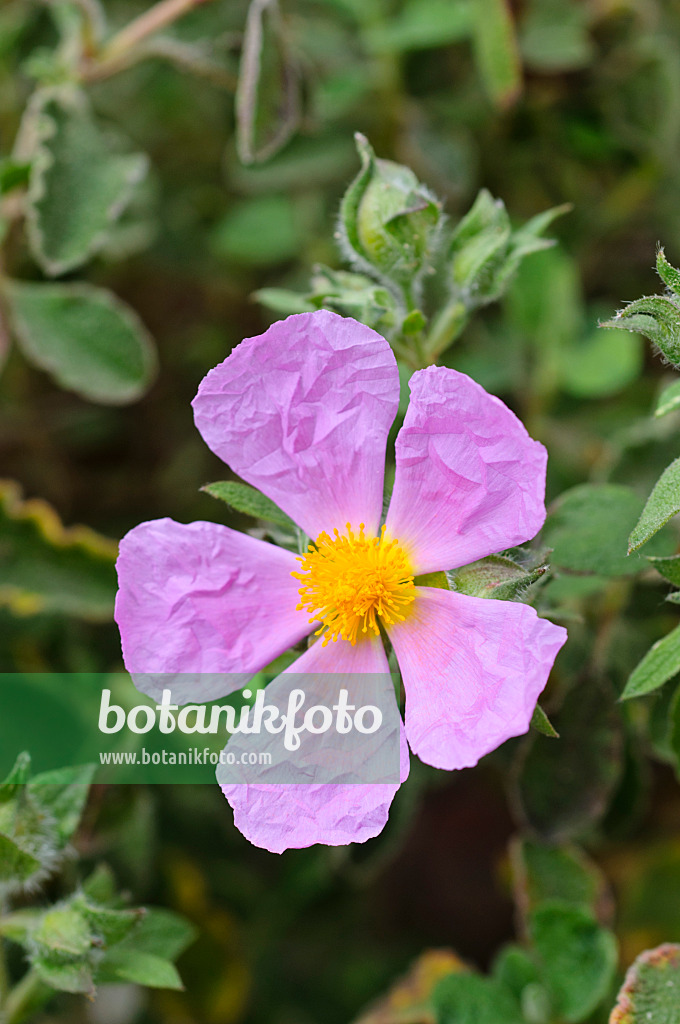 472101 - Rock rose (Cistus x skanbergii)