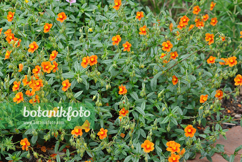 518003 - Rock rose (Helianthemum)