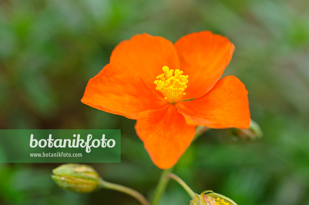 476264 - Rock rose (Helianthemum Ben Alder)