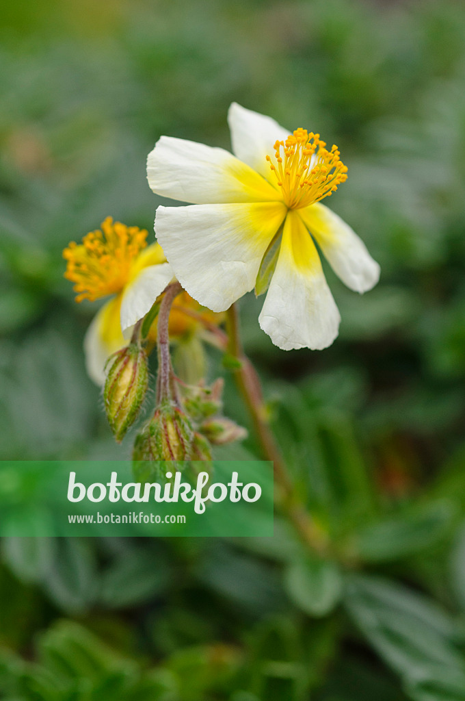 476263 - Rock rose (Helianthemum Elfenbeinglanz)