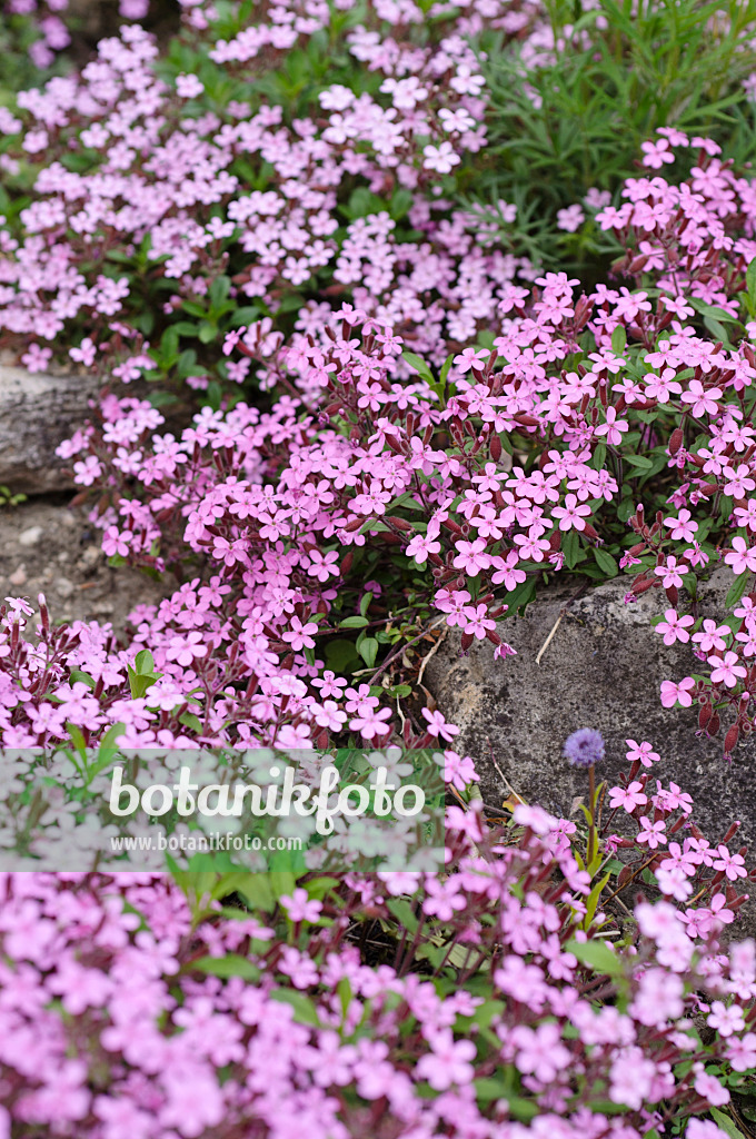 484259 - Rock soapwort (Saponaria ocymoides)