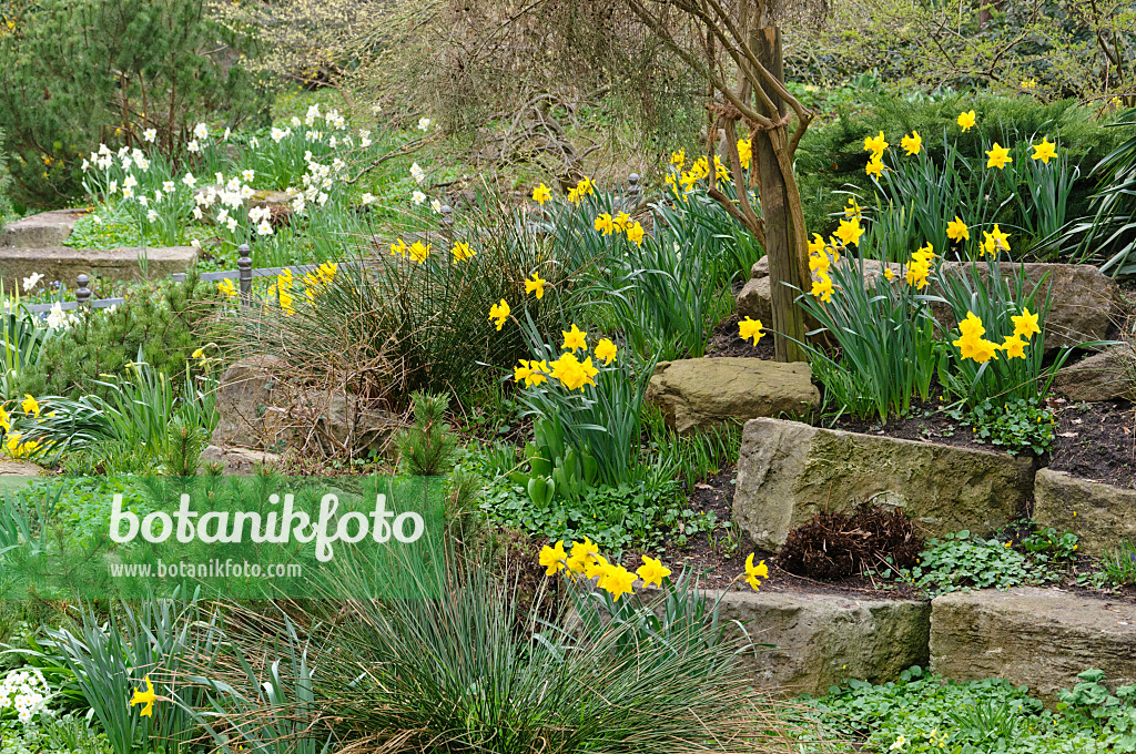 471091 - Rockery with daffodils