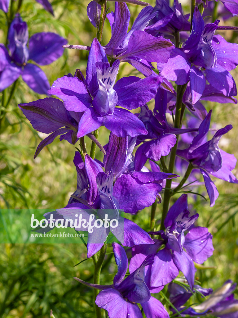 414179 - Rocket larkspur (Consolida ajacis)