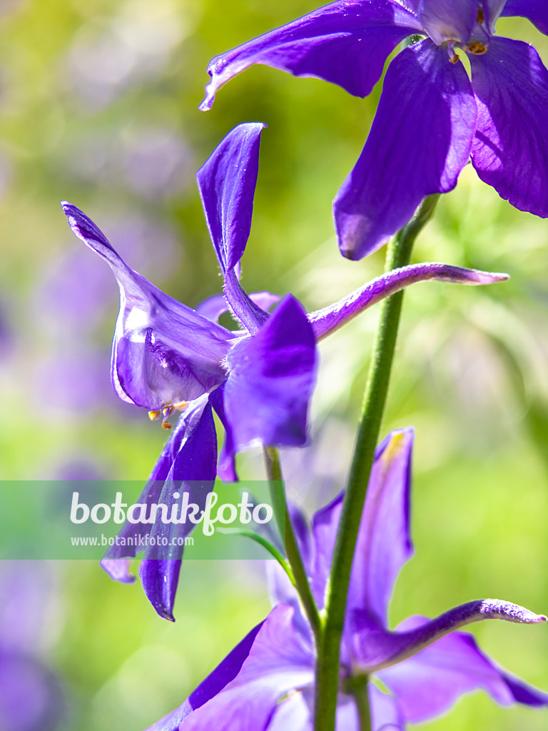 426307 - Rocket larkspur (Consolida ajacis)