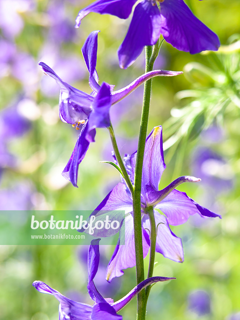 426308 - Rocket larkspur (Consolida ajacis)