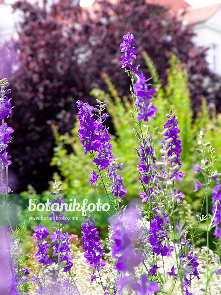 426334 - Rocket larkspur (Consolida ajacis)