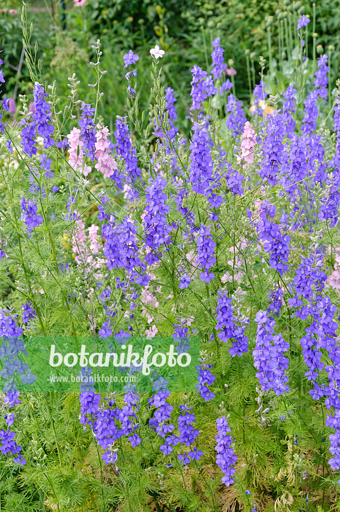 486004 - Rocket larkspur (Consolida ajacis)