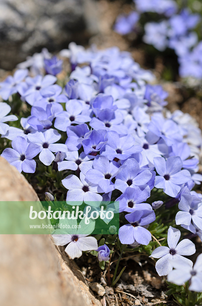 508370 - Rocky Mountain phlox (Phlox multiflora)