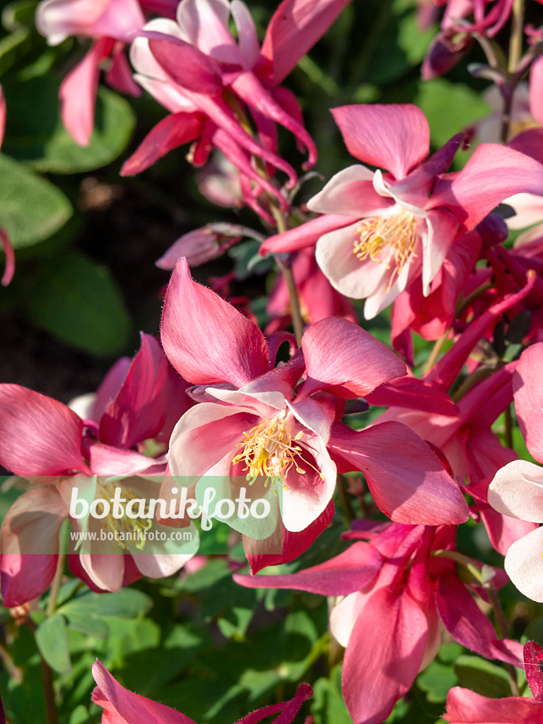 460085 - Rocky Mountains columbine (Aquilegia caerulea)