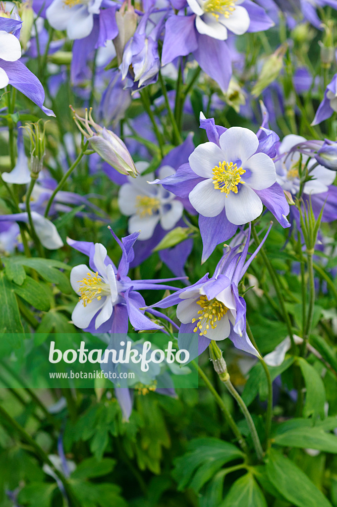 473009 - Rocky Mountains columbine (Aquilegia caerulea)