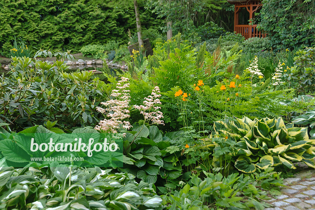 517114 - Rodgersia pinnata, Chinese globeflower (Trollius chinensis) and plantain lilies (Hosta)