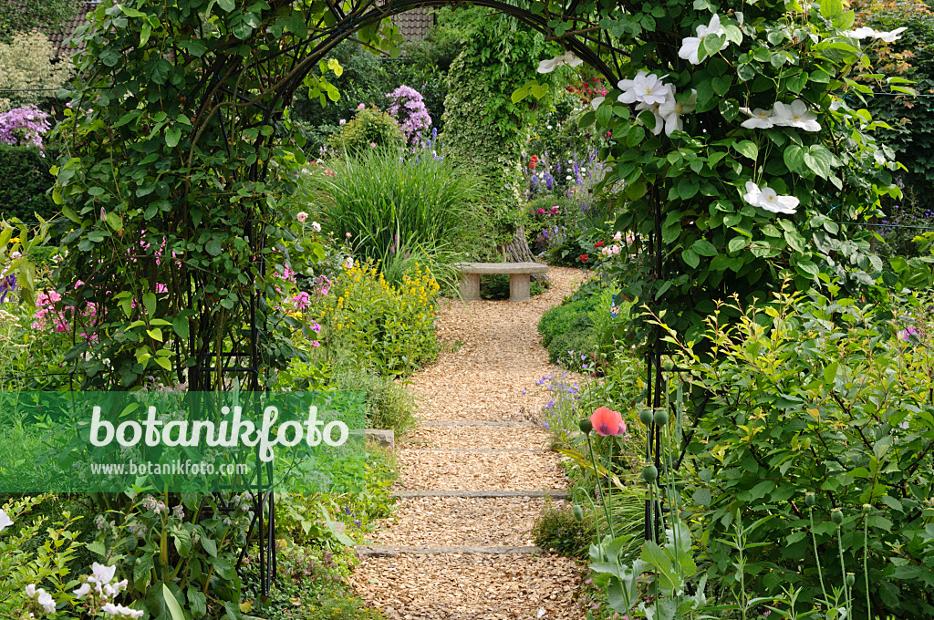 474158 - Rose arch with clematis (Clematis)