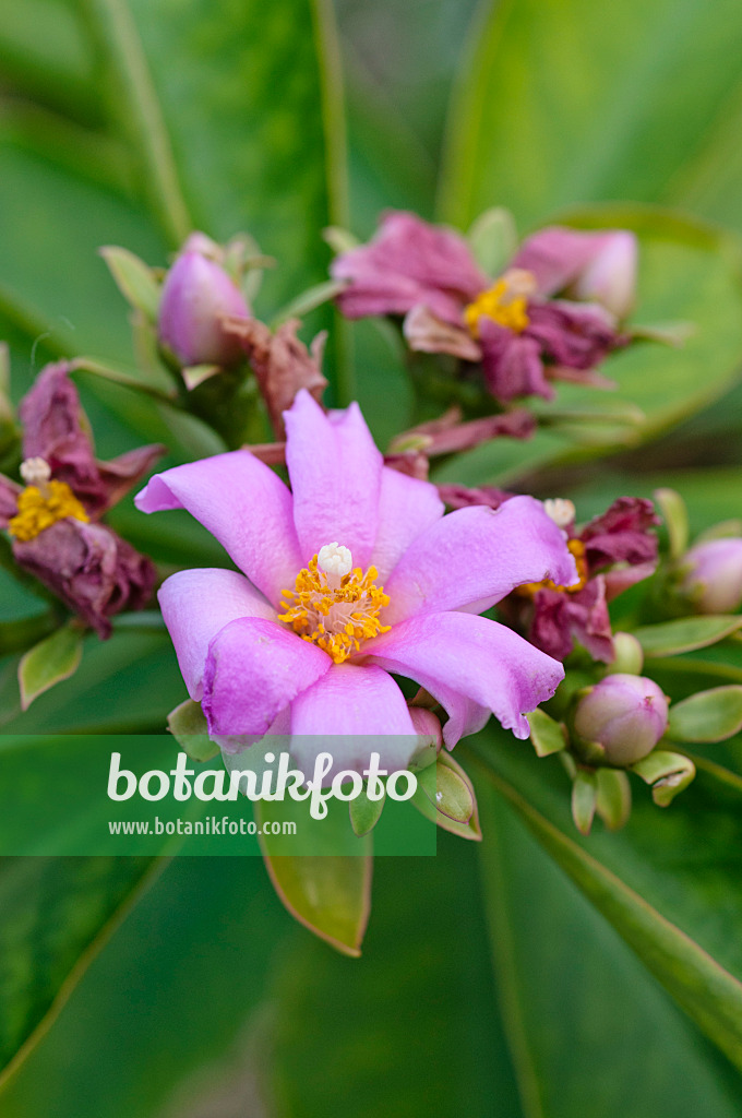 478100 - Rose cactus (Pereskia grandifolia)