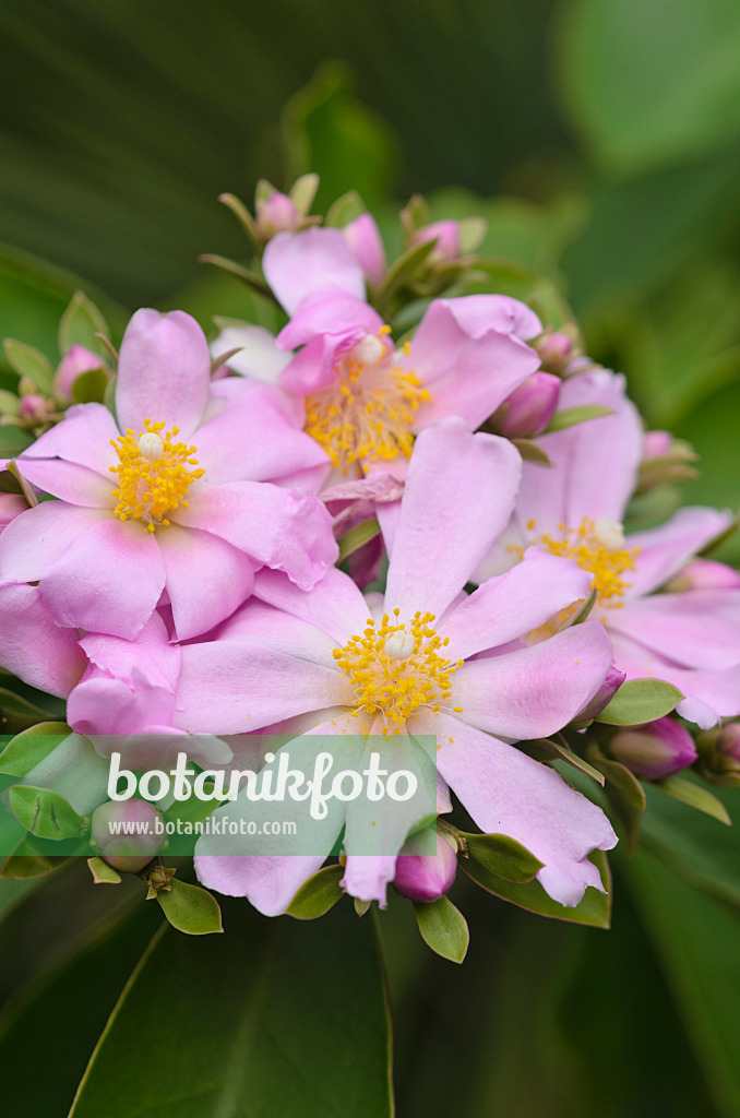 548018 - Rose cactus (Pereskia grandifolia)