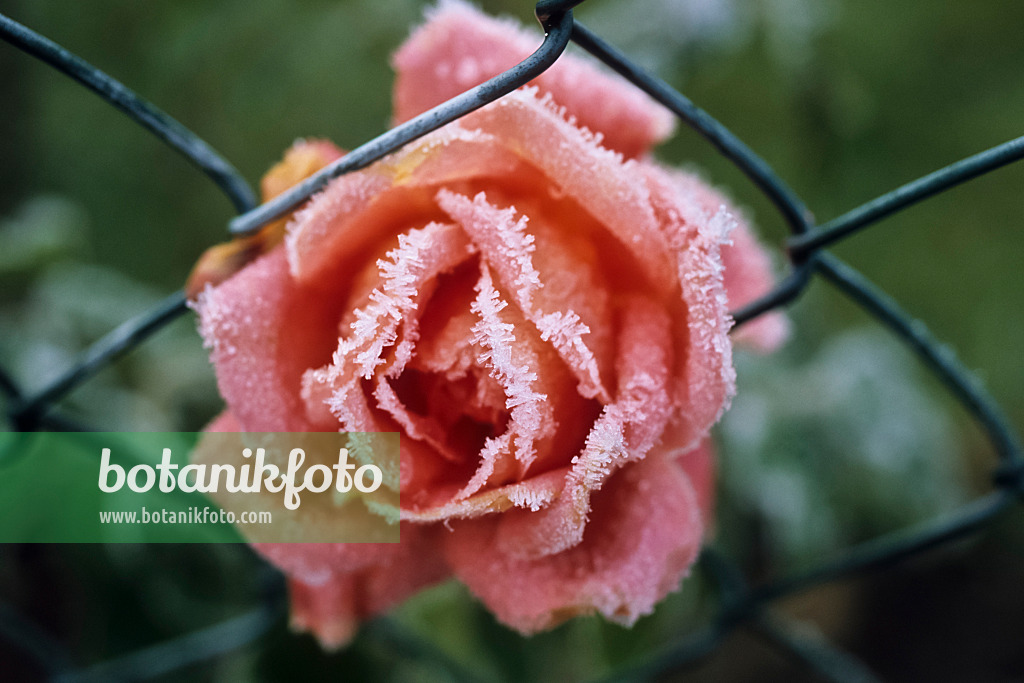 432069 - Rose flower with hoar frost