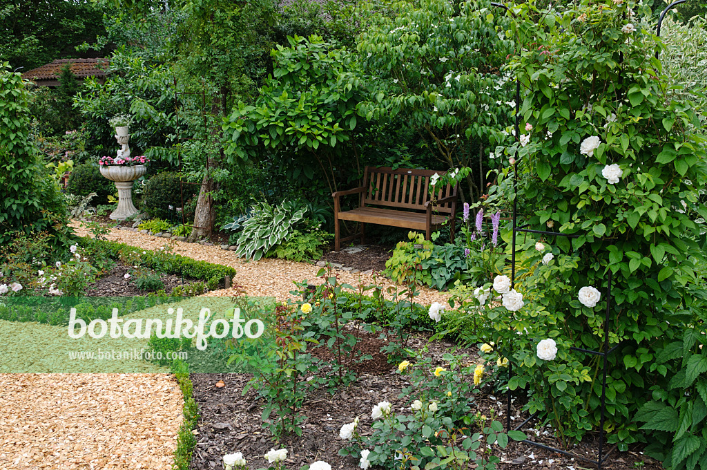 473092 - Rose garden with bench and fountain