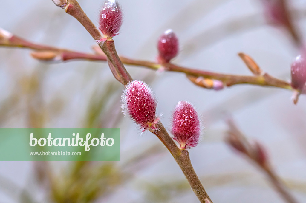 593193 - Rose-gold pussy willow (Salix gracilistyla 'Mount Aso')