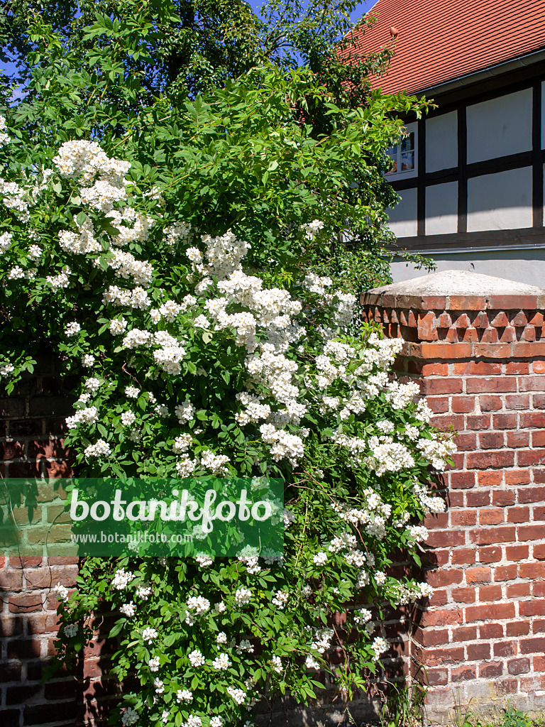 485160 - Rose in front of a half-timbered house