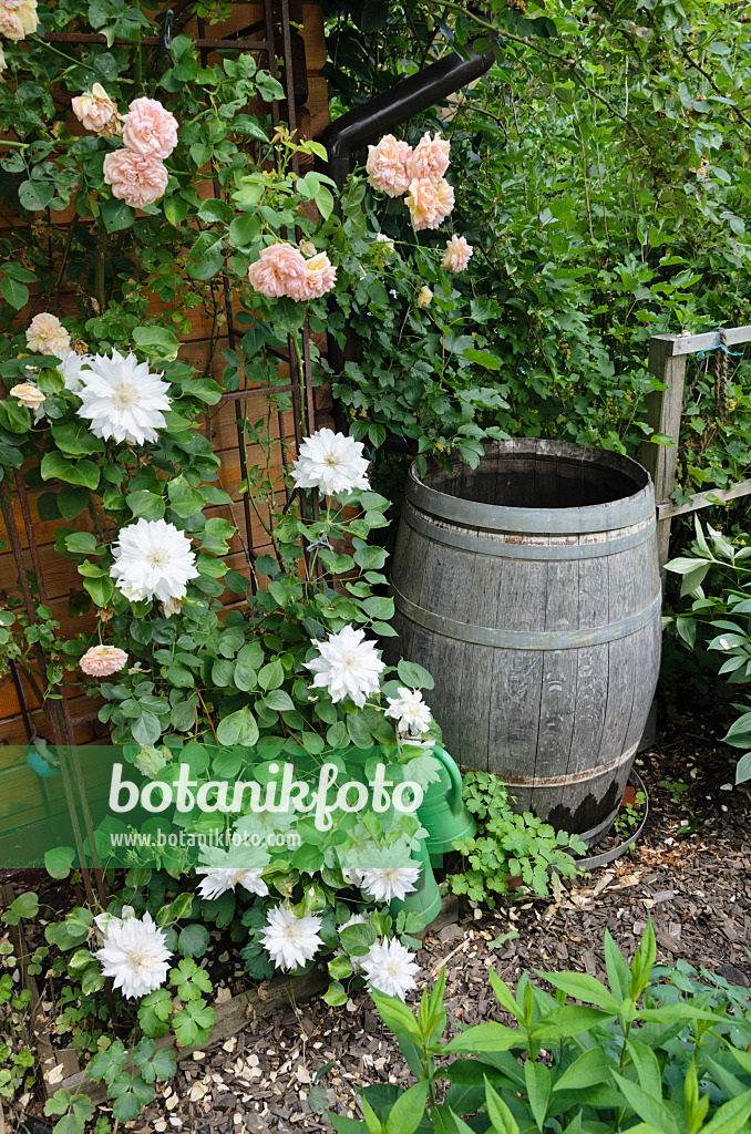 534043 - Rose (Rosa) and clematis (Clematis) at a rain barrel