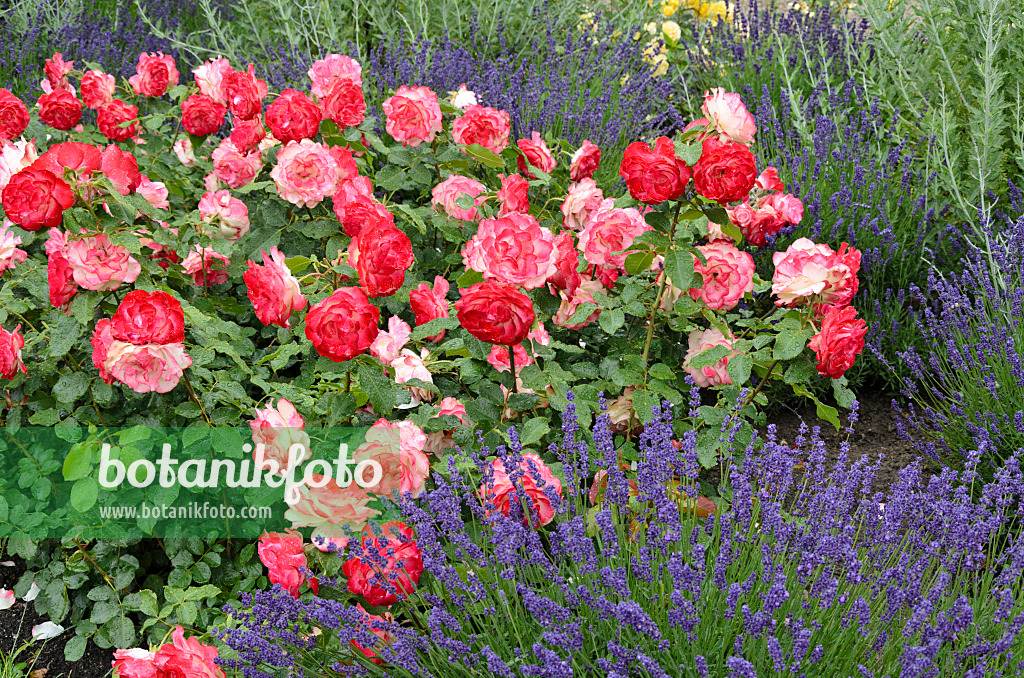 521472 - Rose (Rosa Jubilé du Prince de Monaco) and common lavender (Lavandula angustifolia)