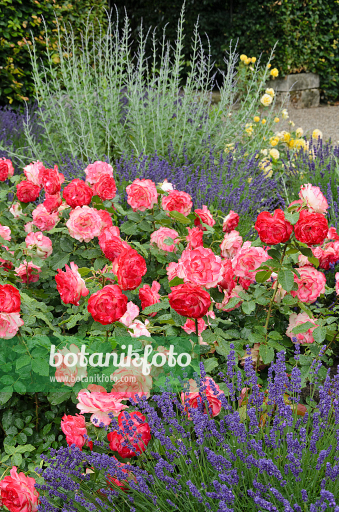 521473 - Rose (Rosa Jubilé du Prince de Monaco) and common lavender (Lavandula angustifolia)