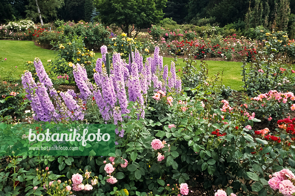 391058 - Rose (Rosa) and larkspur (Delphinium)