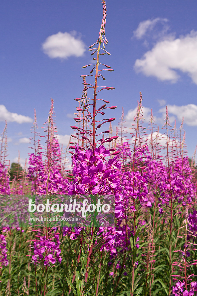 545182 - Rosebay willow herb (Epilobium angustifolium)