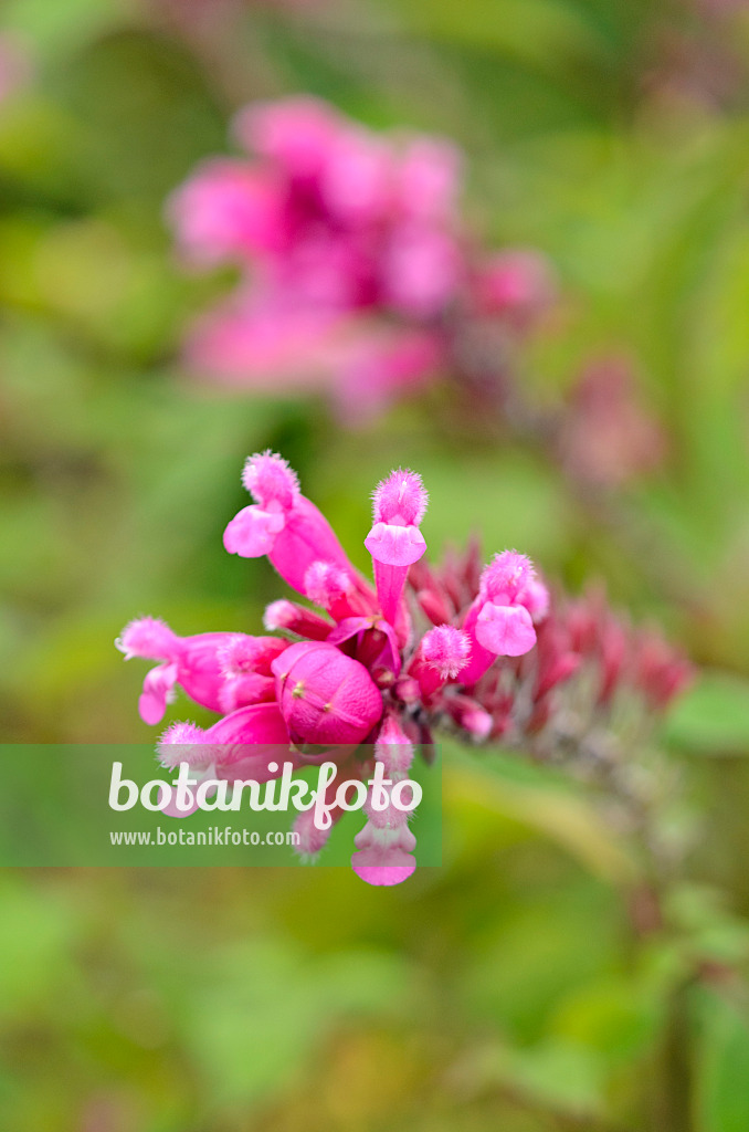 525174 - Roseleaf sage (Salvia involucrata)