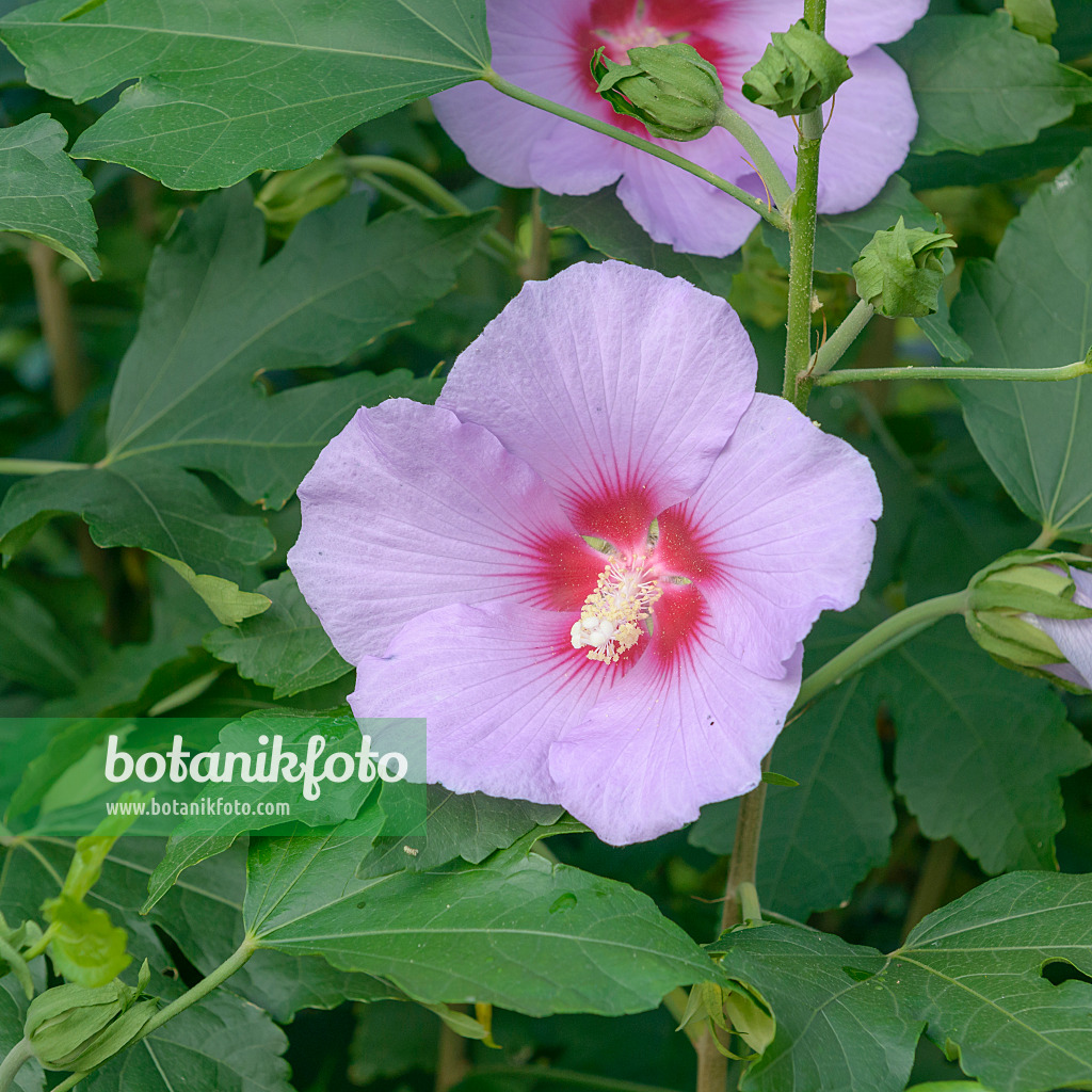 558113 - Rosemallow (Hibiscus Resi)